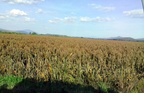 Piden ayuda para combatir plaga del pulgón amarillo 