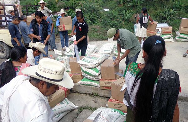 Benefician a 557 productores de café  