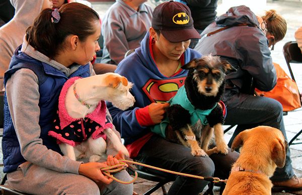 Llevan a cabo la  primera campaña de esterilización