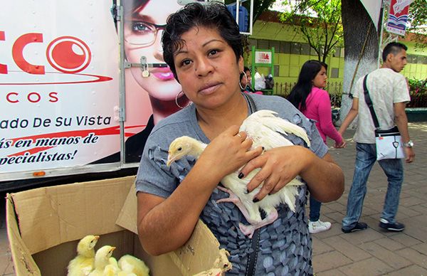 20 mil aves de traspatio se ofertarán durante este año: Desarrollo Rural