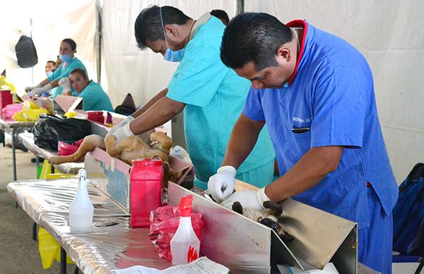 Chimalhuacán realiza tercera Mega Jornada de Esterilización de mascotas