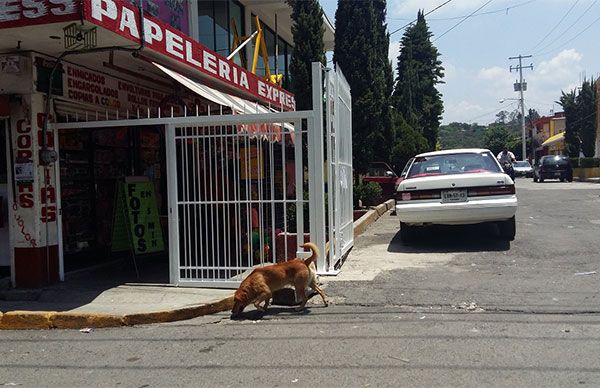 Angelina Carreño no garantiza la seguridad de sus gobernados