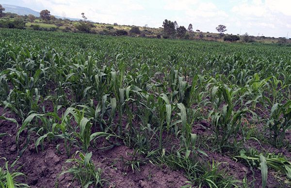 Campesinos del Valle del Mezquital exigen al gobierno del estado la entrega inmediata de fertilizante