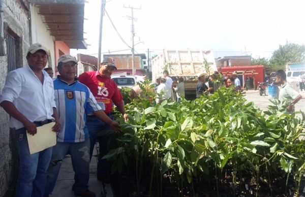 Antorcha entrega planta de aguacate a productores de Jala 