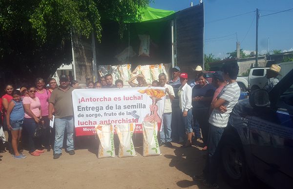 Productores antorchistas son beneficiados con semilla de sorgo