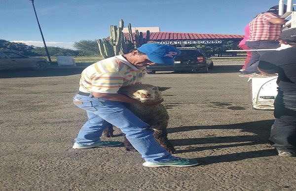 Movimiento Antorchista de Salinas apoya con ganado a campesinos de la región