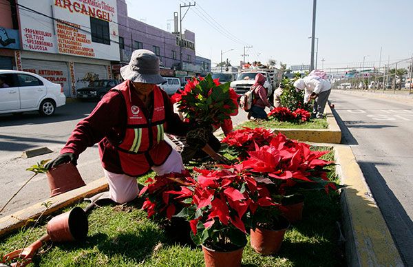  Con flores de Nochebuena embellecen Chimalhuacán