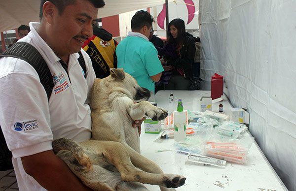 Más esterilizaciones para evitar sobrepoblación animal