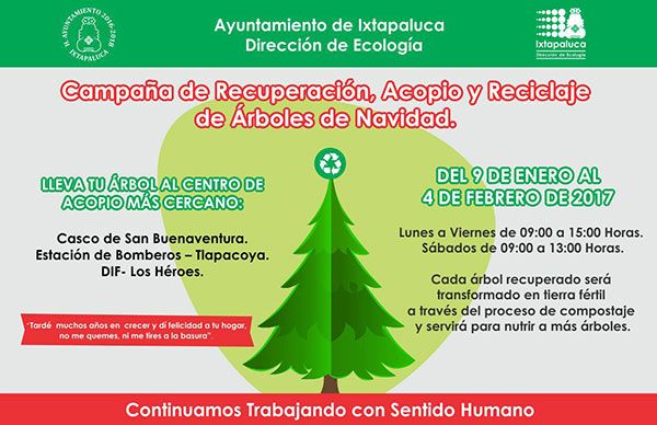 Exhortan a reciclar los árboles de Navidad