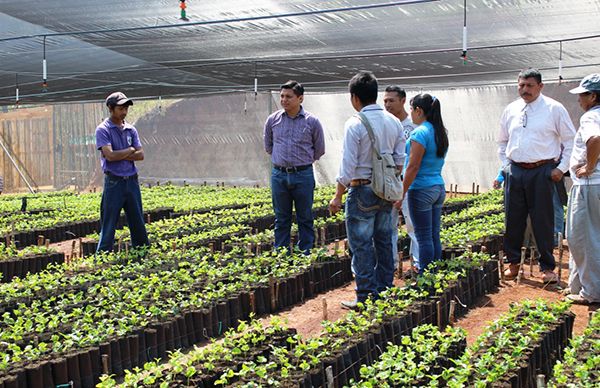 Alcalde antorchista apoya al sector cafetalero de Soteapan