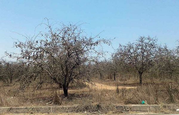 Sequía provoca estragos en la ganadería de la Costa Norte