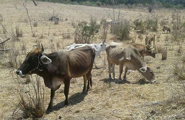 Sequía provoca estragos en la ganadería de la Costa Norte