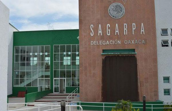 Acudirán campesinos a exigir apoyos a la SAGARPA     