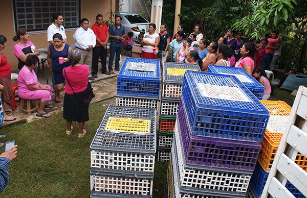 Con entrega de aves de traspatio mejora alimentación y economía de familias de El Bajío y Aztlán