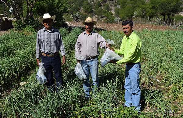  Benefician a cientos de familias con fertilizantes en Aramberri