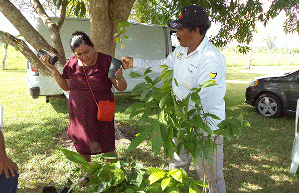 Familias reciben árboles frutales de la SEDAFOP