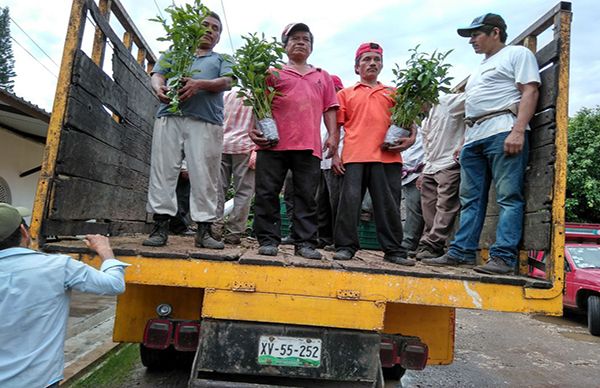 Antorcha implementa acciones de reforestación en Tezonapa