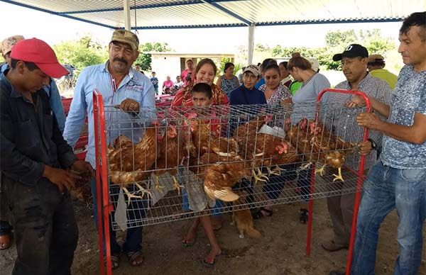 Logra Antorcha proyectos avícolas para mujeres de Zirándaro