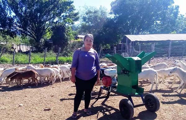 Aterrizan más proyectos ovinos para mujeres de Zirándaro