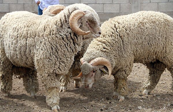 Un éxito exposición ganadera en la FEREVIR