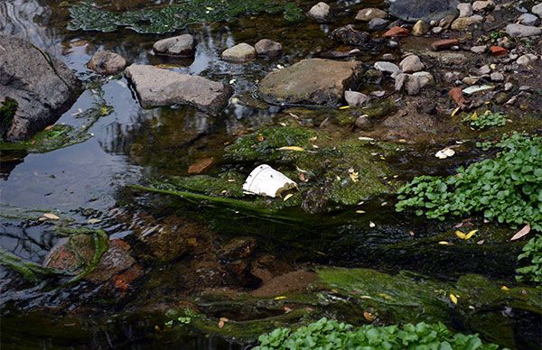 Problemas de salud por falta de agua potable en Escalerillas