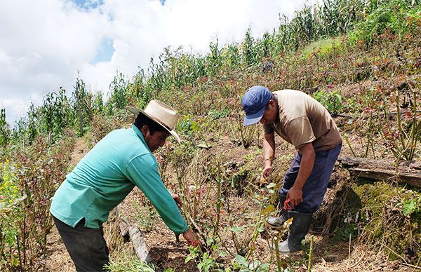 Floricultores de Zinacantán ven afectada su producción por falta de apoyos al campo