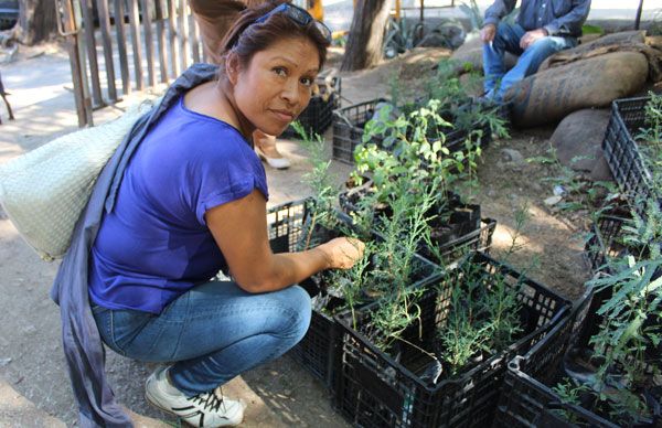 Gestionan árboles para escuela preparatoria de Café Combate 