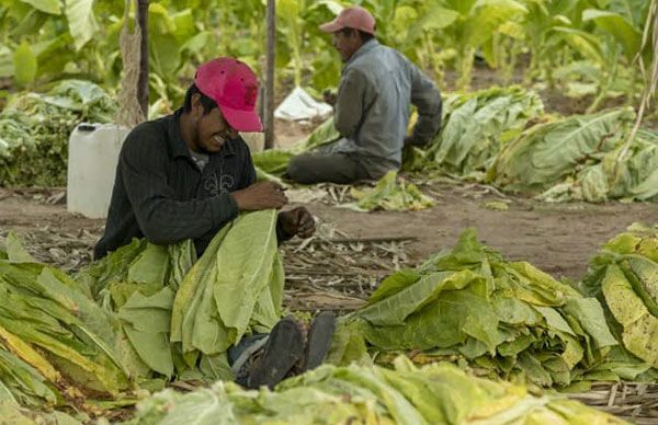 Pide Antorcha auxilio para jornaleros nayaritas en pandemia