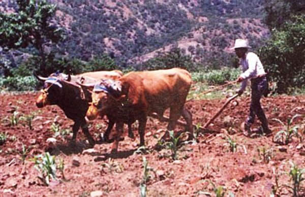 Pega' pandemia a campo de Oaxaca, campesinos reportan desabasto alimentario 