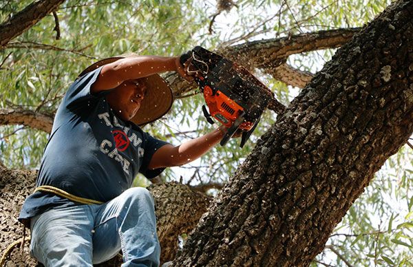 Podan árboles en Mexquitic para evitar accidentes 