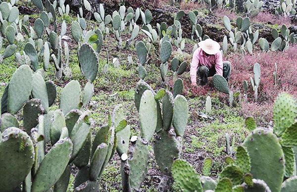 Para cierre de tianguis venta de nopal en Oaxaca 