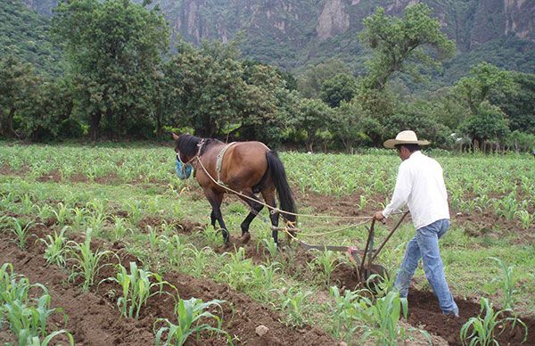 Insumos para sembrar maíz y apoyos alimentarios para no salir de casa