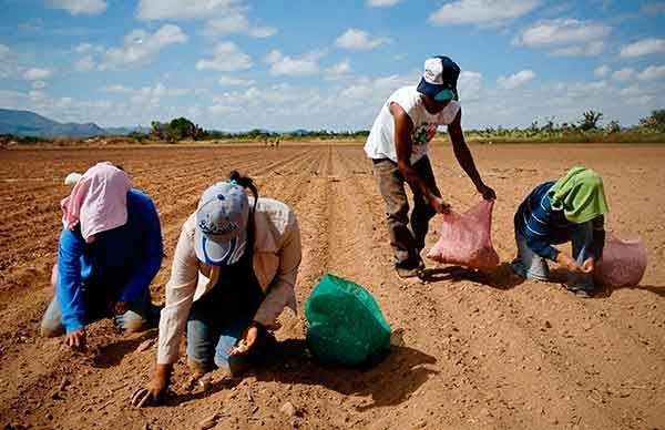 Productores del campo, abandonados por la 4T