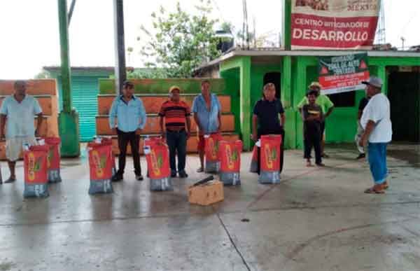 Apoyan con semilla mejorada de maíz a campesinos de Tecoanapa