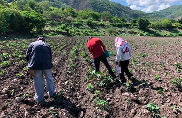 Incertidumbre por falta de fertilizante en La Montaña 