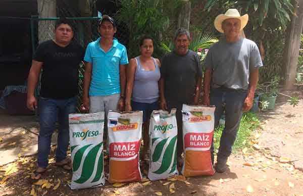 Semilla mejorada de maíz beneficia a campesinos de Tlalchapa