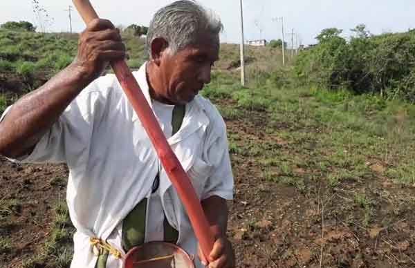 Campo de Oaxaca devastado por plagas y la pandemia, y sin apoyo