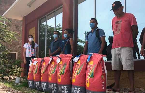 Beneficia semilla mejorada a campesinos de la Costa Chica