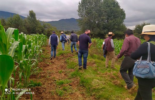 Fertilizante orgánico, alternativa para campesinos de la Meseta Purépecha