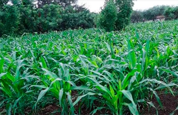 Semilla de maíz mejorada beneficia a campesinos de Pungarabato