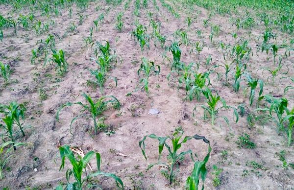 Amenazan granizadas producción del campo en Peñasco, Oaxaca