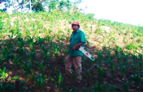 Cultivos de maíz en Ocotillo, en riesgo por falta de fertilizante