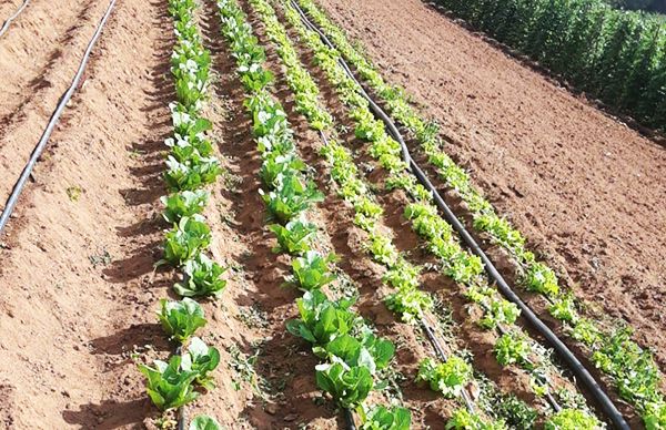 Acorrala angustia a pequeños productores de Tabaje, Oaxaca 