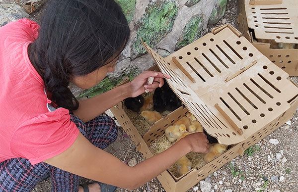 Entrega de pollos para apoyar la economía de nopaltecos 