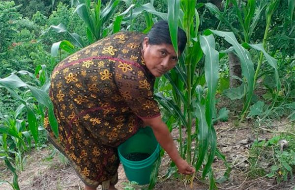 Campesinos de Chilapa aplican fertilizante a sus siembras de maíz