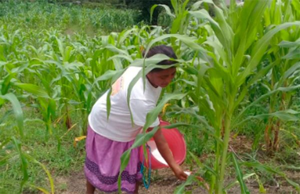 Fertilizante llega a campesinos de pueblo de Ometepec