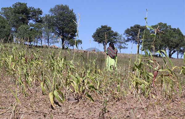 Levanta Antorcha censo en Bocoyna para Seguro Agrícola Catastrófico