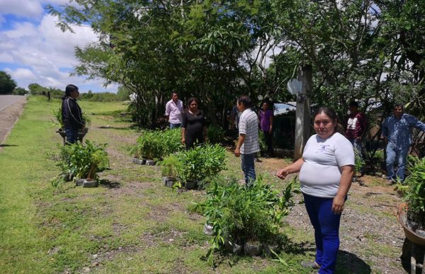 Reforestan antorchistas áreas verdes de Amatitlán, Oaxaca