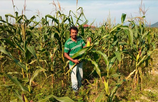 Obtienen buenas cosechas campesinos de Ayutla de los Libres