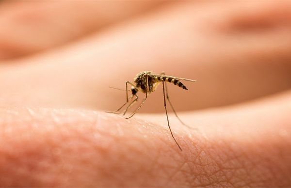 Dengue ataca Nuevo Laredo